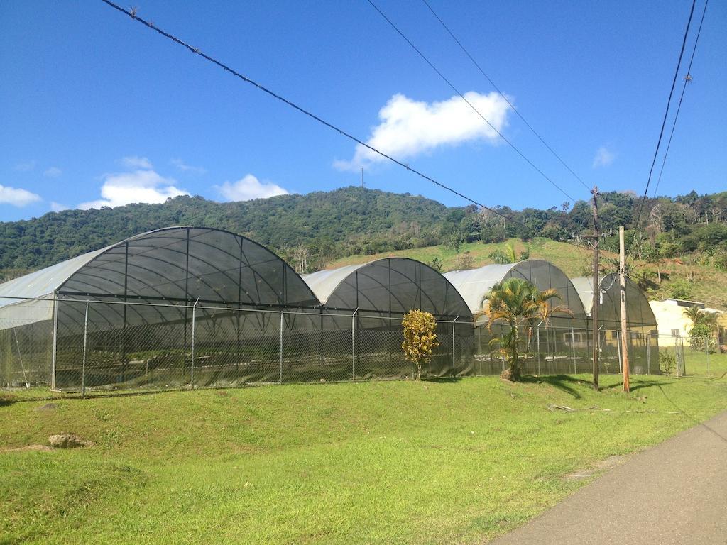 Parador Villas Sotomayor Adjuntas Buitenkant foto